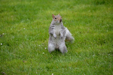 Standing squirrel with a funny pose