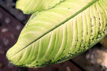 Dieffenbachia maculata Rudolph Roehrs leaf in clay pot under sunlight. Houseplant Growing and...