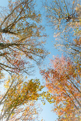 autumn leaves against sky