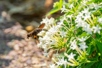ホシホウジャク
