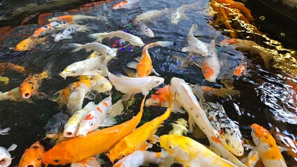 Close up of colorful Koi fish or Japanese Koi carp swimming freely in the healthy pond. 