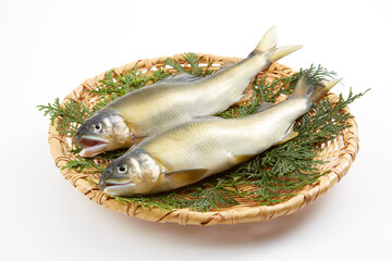 あゆ_キュウリウオ目（またはサケ目）アユ科アユ属の魚