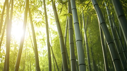 Obraz premium Serene and tranquil bamboo forest with sunlight beams streaming through the tall dense stalks and creating a lush verdant and meditative natural scene