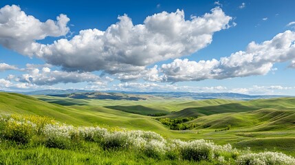 Fototapeta premium Panoramic view of rolling green hills covered in vibrant wildflowers in full bloom creating a serene and picturesque pastoral landscape