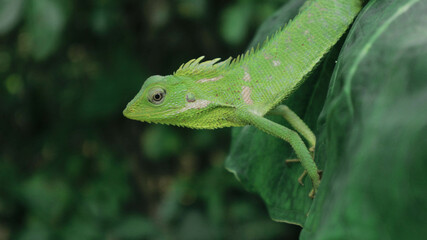 Green Lizard on a taro leaves