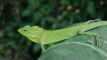 Green Lizard on a taro leaves