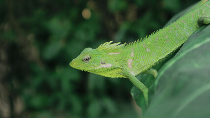 Green Lizard on a taro leaves