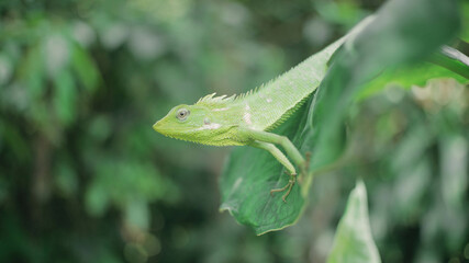 Green Lizard on a taro leaves