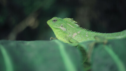 Green Lizard on a taro leaves