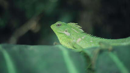 Green Lizard on a taro leaves