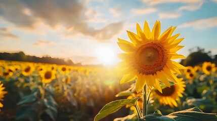 A vast expansive field of vibrant sunflowers facing a breathtaking golden sunset on the distant horizon creating a serene and picturesque natural landscape