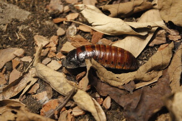 Madagascar cockroach in its natural environment
