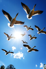 Obraz premium Geese flying against a bright blue sky