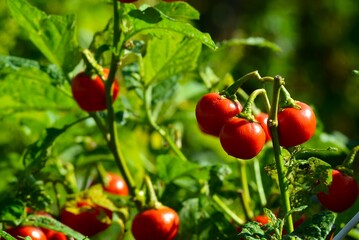 Obraz premium 赤茄子 ミニトマト