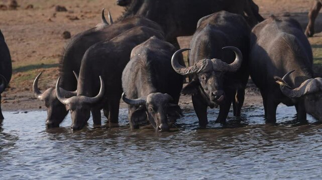 Cape Buffalo or African buffalo (Syncerus caffer) is a large sub-Saharan African bovine. This herd is at a waterhole, and alert watching for predators such as lions. Slow motion, 25 percent