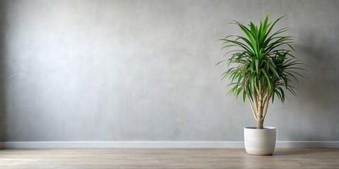 Indoor plant in pot against light grey wall