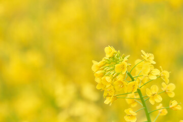 からし菜（アブラナ）の花のクローズアップ
