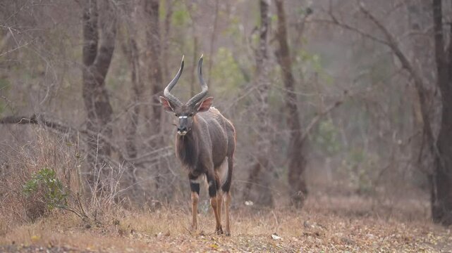 Lowland nyala or  Nyala (Tragelaphus angasii) is a spiral-horned artiodactyl antelope native to Southern Africa. This is a mature bull in the thick bush of South Africa. Slow motion, 25 percent