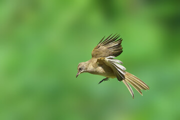 Beautiful Streak-eared Bulbul flying on green nature background.