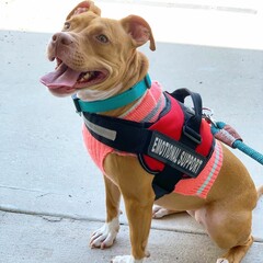 service dog