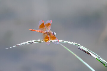Orange Dragonfly on Plant