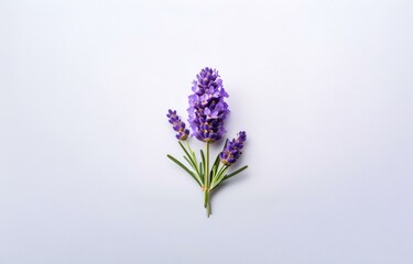 Fototapeta premium A sprig of lavender with purple blooms and green stems sits against a plain white background.