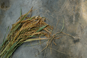 ฺBundle of rice stalks on a concrete surface. The rice grains are discolored and the leaves appear dry and unhealthy. It's possible that the rice is affected by a disease or pest.