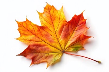 Fototapeta premium Autumn Maple Leaf Isolated on White Background for Thanksgiving, Halloween, and Fall Seasonal Decorations Vector