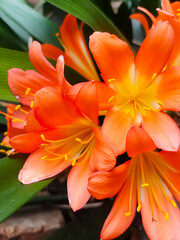Fototapeta premium flores tropicales de color naranja con amarillo