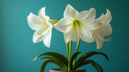 Fototapeta premium Three white lilies in bloom against a vibrant backdrop
