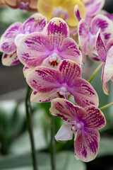 beautiful orchids for a picture beauty, orchid