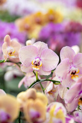 beautiful orchids for a picture beauty, orchid