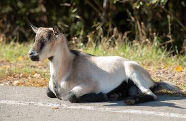 beautiful portraits of goats.beautiful goats brown and white with fur texture in nature