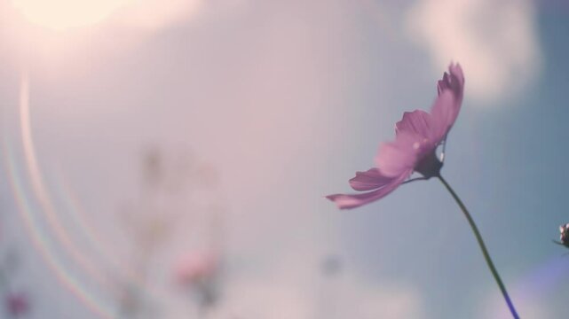 風にゆれるコスモスの花　秋　スローモーション