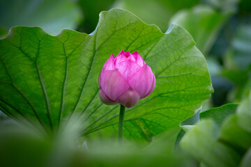 東京都　上野不忍池　満開の蓮の花