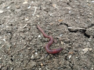 Lumbricina Moniligastrida or Earthworms are walking on the surface of the soil 