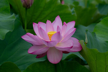 東京都　上野不忍池　満開の蓮の花