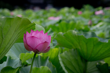 東京都　上野不忍池　満開の蓮の花