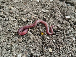 Lumbricina Moniligastrida or Earthworms are walking on the surface of the soil 
