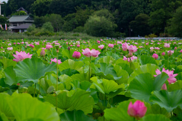 tulips in the garden