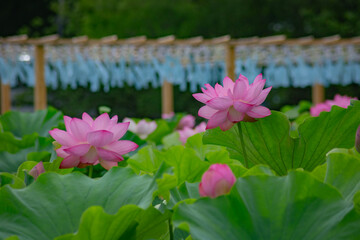 東京都　上野不忍池　満開の蓮の花