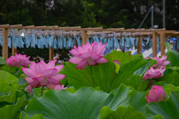 東京都　上野不忍池　満開の蓮の花