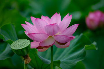 東京都　上野不忍池　満開の蓮の花