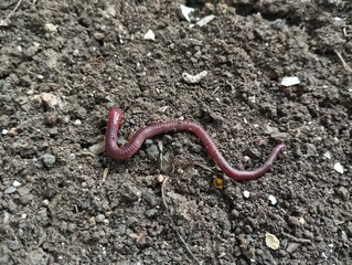Lumbricina Moniligastrida or Earthworms are walking on the surface of the soil 