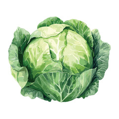Fototapeta premium cabbage lettuce in watercolor illustration style, isolated vector on white background