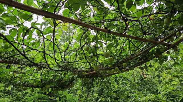 Passion fruit on the trellis in Mekong Delta Vietnam. Rainy day in the garden.