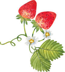A beautiful strawberry vine with two strawberries, two leaves, and two flowers, hand-drawn watercolor painting illustration © 3dcr3at3