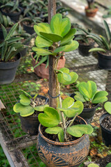 beautiful orchids for a picture beauty, orchid