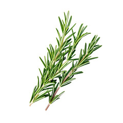 Fototapeta premium fresh rosemary isolated on white