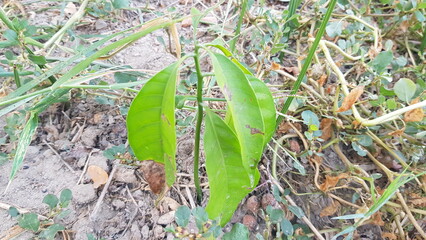 leaves on the ground